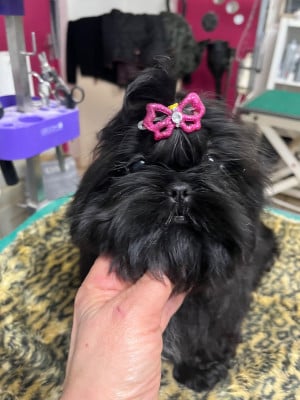 Les chiots de Shih Tzu