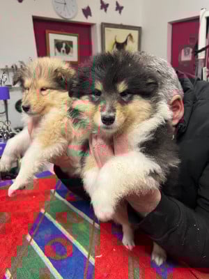 Les chiots de Colley à poil long