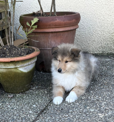 Les chiots de Colley à poil long