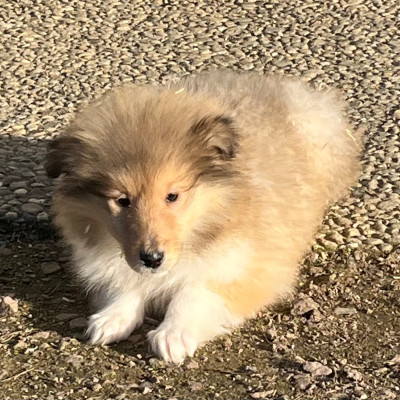 Les chiots de Colley à poil long