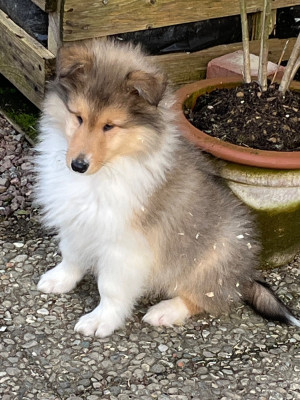 Les chiots de Colley à poil long