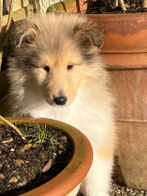 Les chiots de Colley à poil long