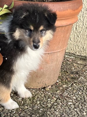 Les chiots de Colley à poil long