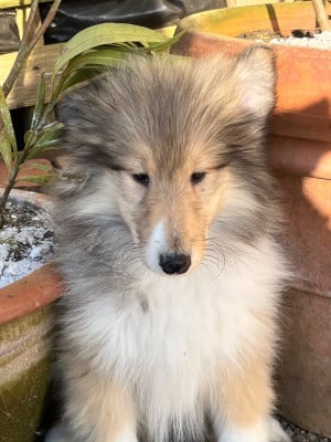 Les chiots de Colley à poil long