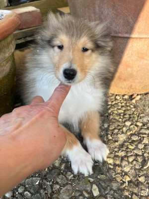 Les chiots de Colley à poil long