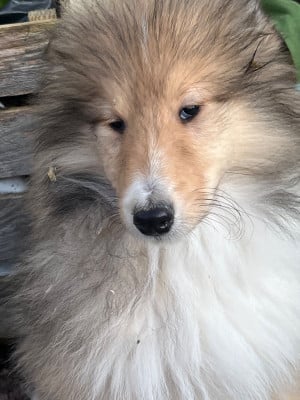 Les chiots de Colley à poil long