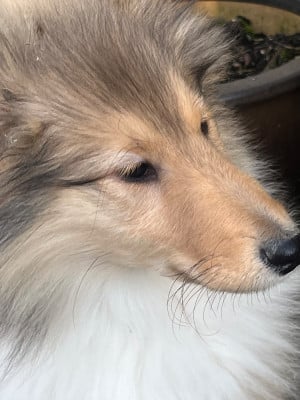 Les chiots de Colley à poil long