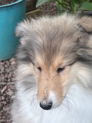 Les chiots de Colley à poil long