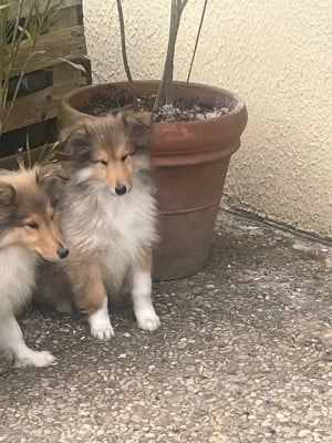 Les chiots de Colley à poil long