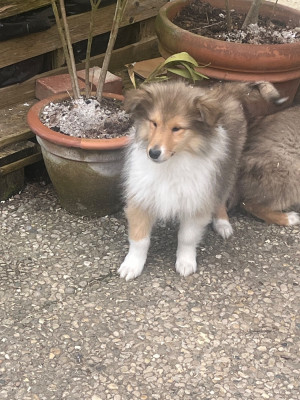 Les chiots de Colley à poil long