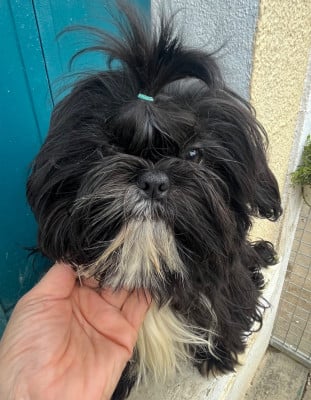 Les chiots de Shih Tzu