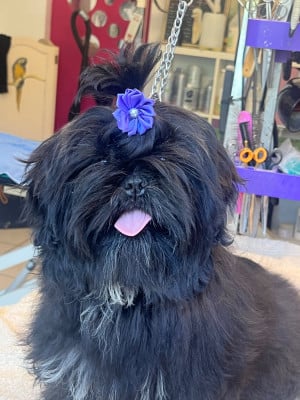 Les chiots de Shih Tzu