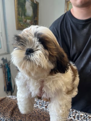 Les chiots de Shih Tzu