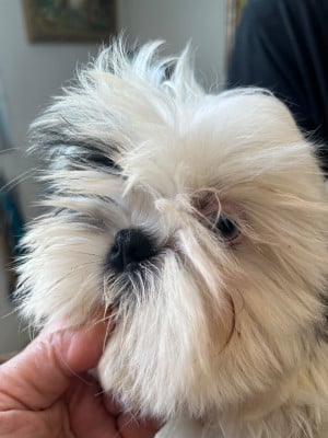 Les chiots de Shih Tzu