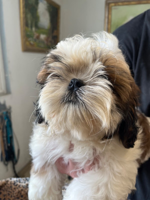 Les chiots de Shih Tzu