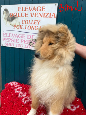 Les chiots de Colley à poil long