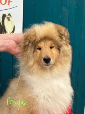 Les chiots de Colley à poil long