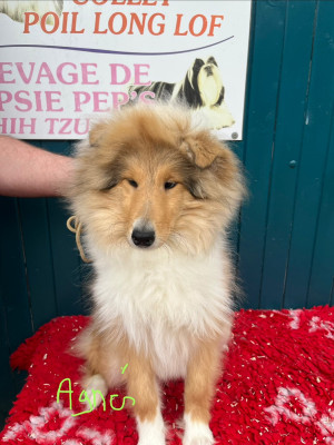 Les chiots de Colley à poil long