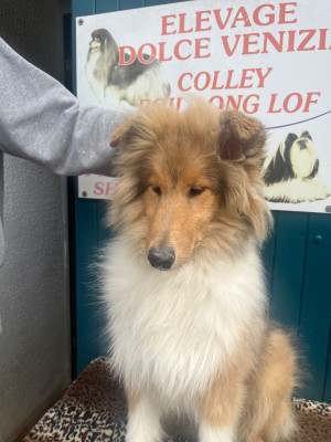 Les chiots de Colley à poil long