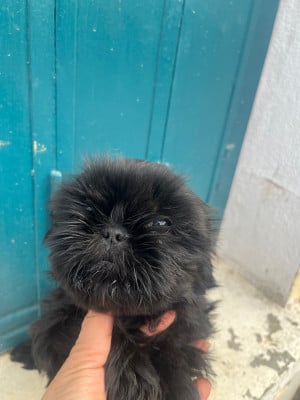 Les chiots de Shih Tzu