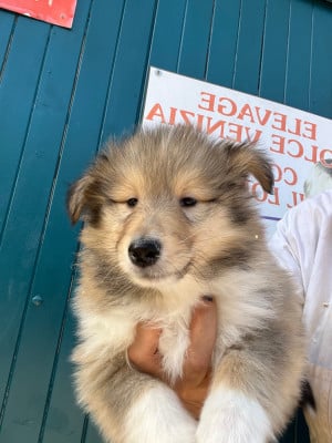 Chiot N°1 - Colley à poil long