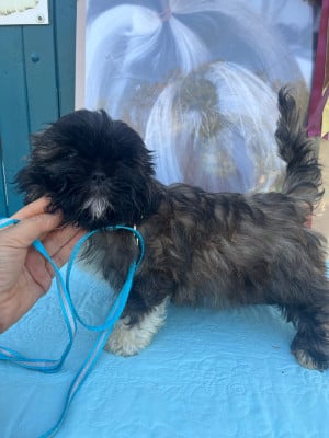 Les chiots de Shih Tzu