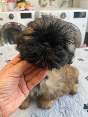 Les chiots de Shih Tzu