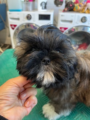Les chiots de Shih Tzu