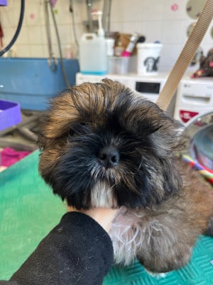 Les chiots de Shih Tzu