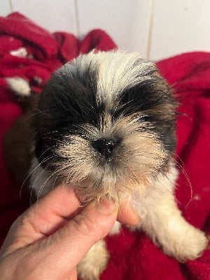 Les chiots de Shih Tzu