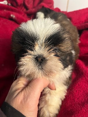 Les chiots de Shih Tzu