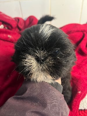 Les chiots de Shih Tzu