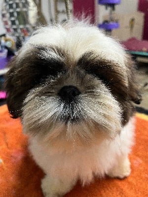 Les chiots de Shih Tzu