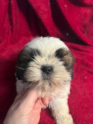 Les chiots de Shih Tzu