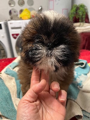 Les chiots de Shih Tzu