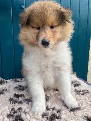 Les chiots de Colley à poil long