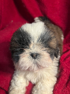 Les chiots de Shih Tzu