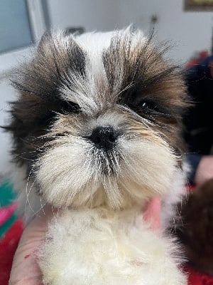 Les chiots de Shih Tzu