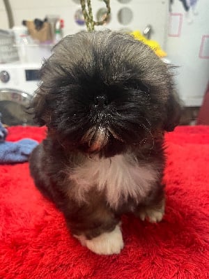 Les chiots de Shih Tzu