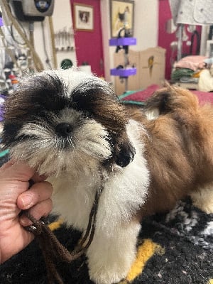 Les chiots de Shih Tzu