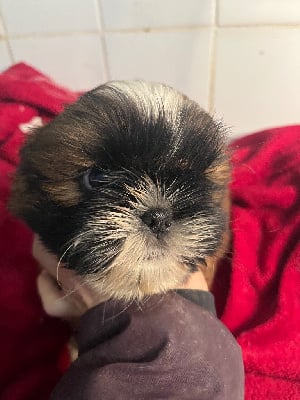 Les chiots de Shih Tzu