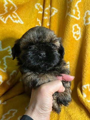 Les chiots de Shih Tzu