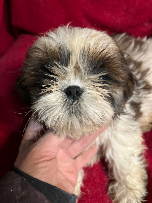 Les chiots de Shih Tzu