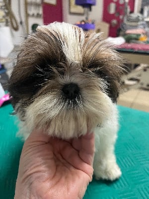 Les chiots de Shih Tzu