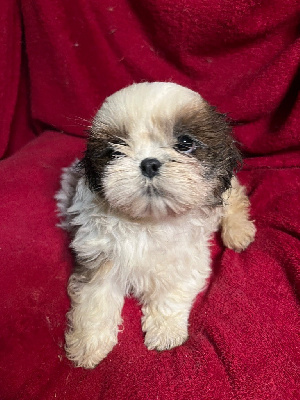 Les chiots de Shih Tzu