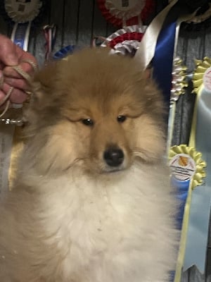 Les chiots de Colley à poil long