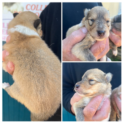 Les chiots de Colley à poil long