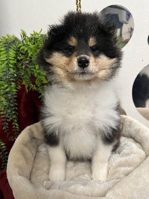 Les chiots de Colley à poil long