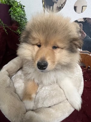 Les chiots de Colley à poil long