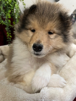 Les chiots de Colley à poil long